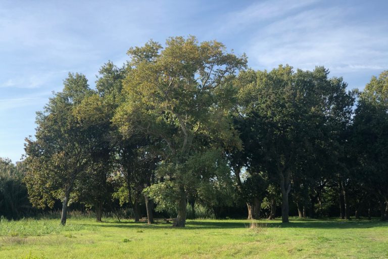 Nature near our apartments – authentic Le Marche stay