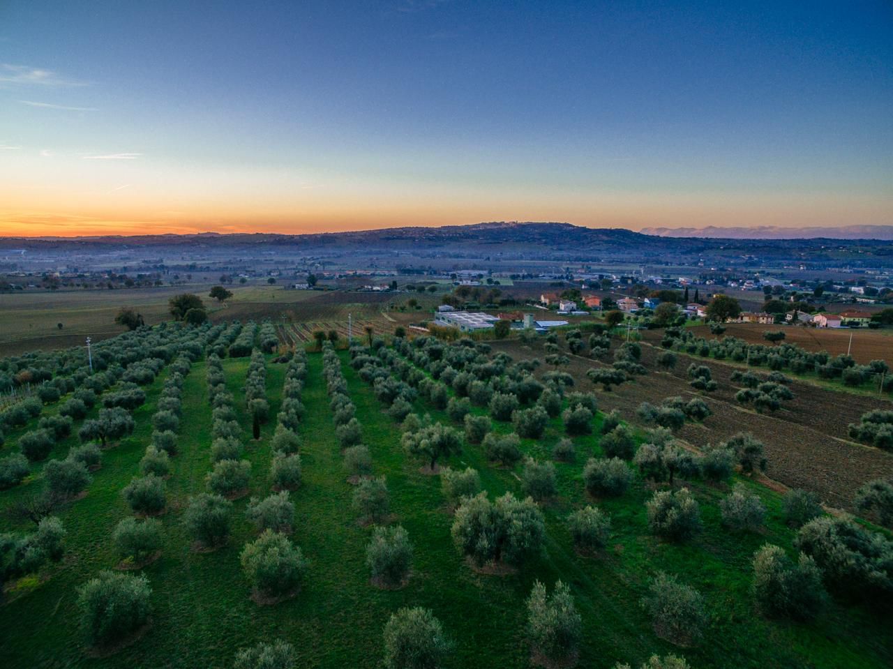 Roots & Flavors: Olive Oil and Accordion Melodies